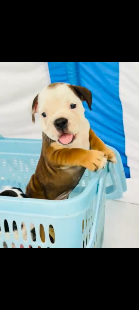 Buy Vaccinated  English Bulldog Puppy from Hyderabad